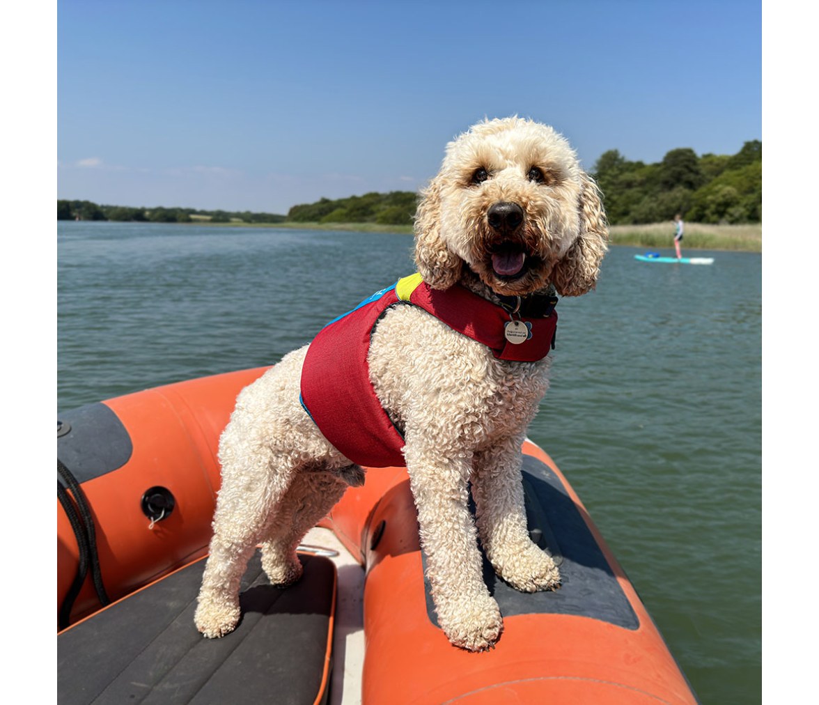 Spinlock Chaleco de flotación para perros FIDO