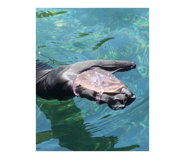 Stingersuit Traje Anti medusas Niños