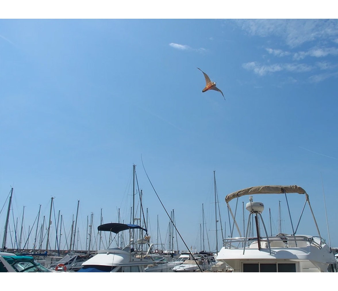 StopGull Falcon Espanta Gaviotas Mastil de 7m