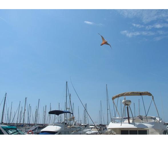 StopGull Falcon Espanta Gaviotas Mastil de 7m