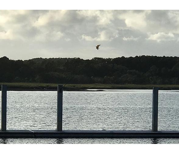 StopGull Falcon Espanta Gaviotas Mastil de 7m