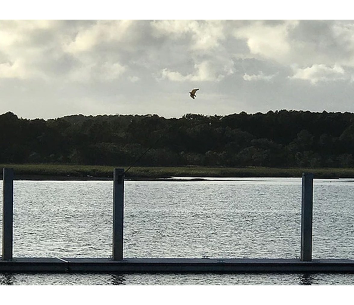 StopGull Falcon Espanta Gaviotas Mastil  5m