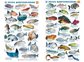 Tablilla Peces Mar Mediterraneo