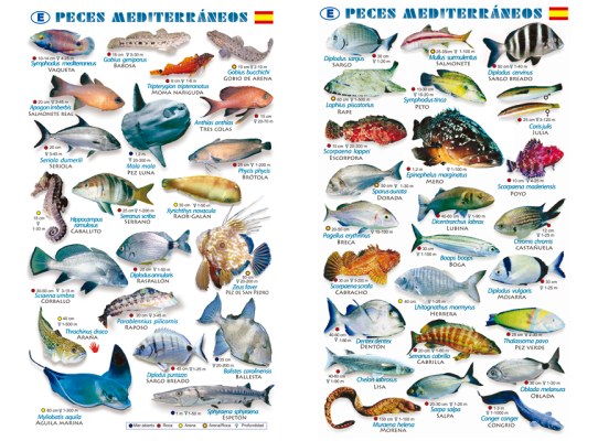 Tablilla Peces Mar Mediterraneo