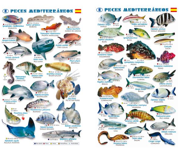 Tablilla Peces Mar Mediterraneo