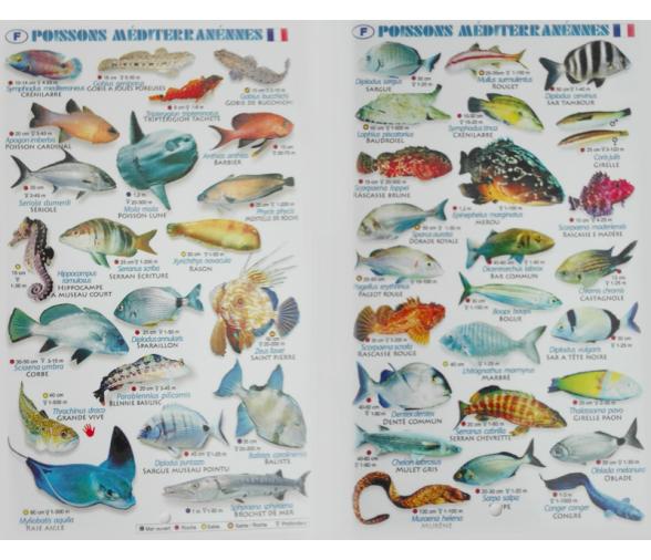 Tablilla Peces Mar Mediterraneo