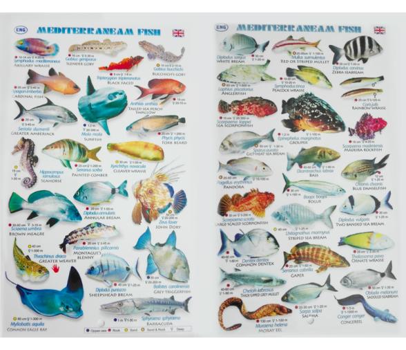 Tablilla Peces Mar Mediterraneo